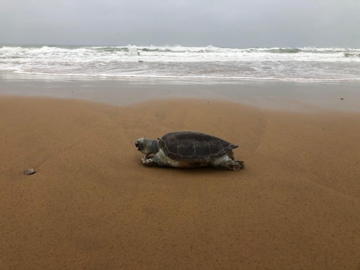 Fırtınanın Kayalıklara Savurduğu Caretta Sahile Vurdu