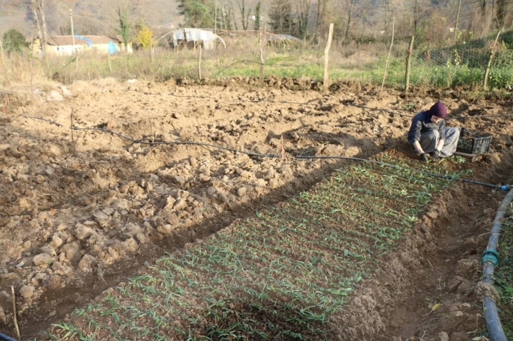 Ordu’da Salep Üretimine Başlandı