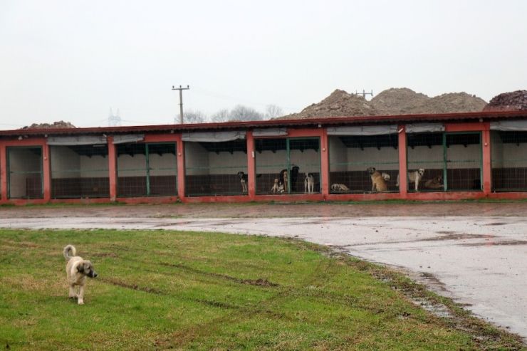 Sakarya’da Köpeklerin Birbirlerini Yediği İddiası