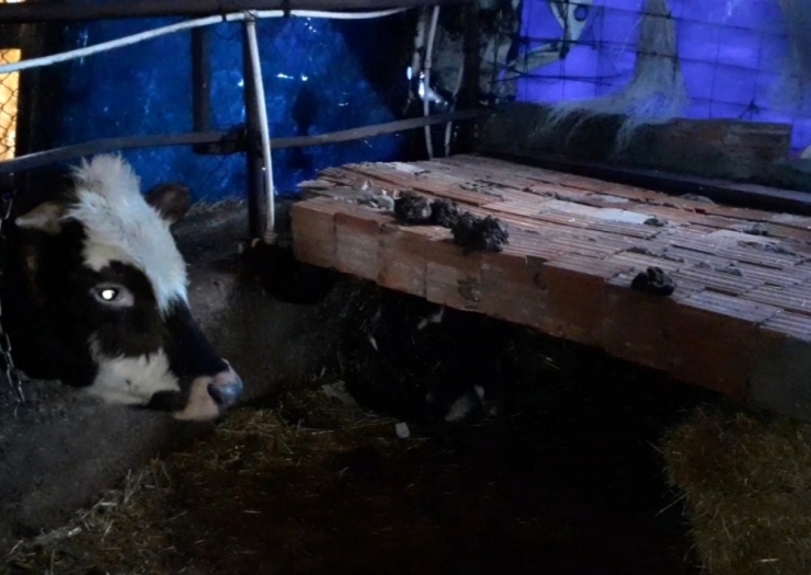 Silivri’de Şiddetli Rüzgarda Yıkılan Duvarın Altında Kalan 2 Hayvan Telef Oldu