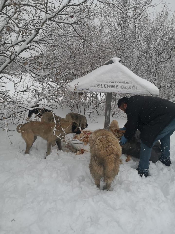 Sokak Hayvanlarına Yiyecek Bırakıldı
