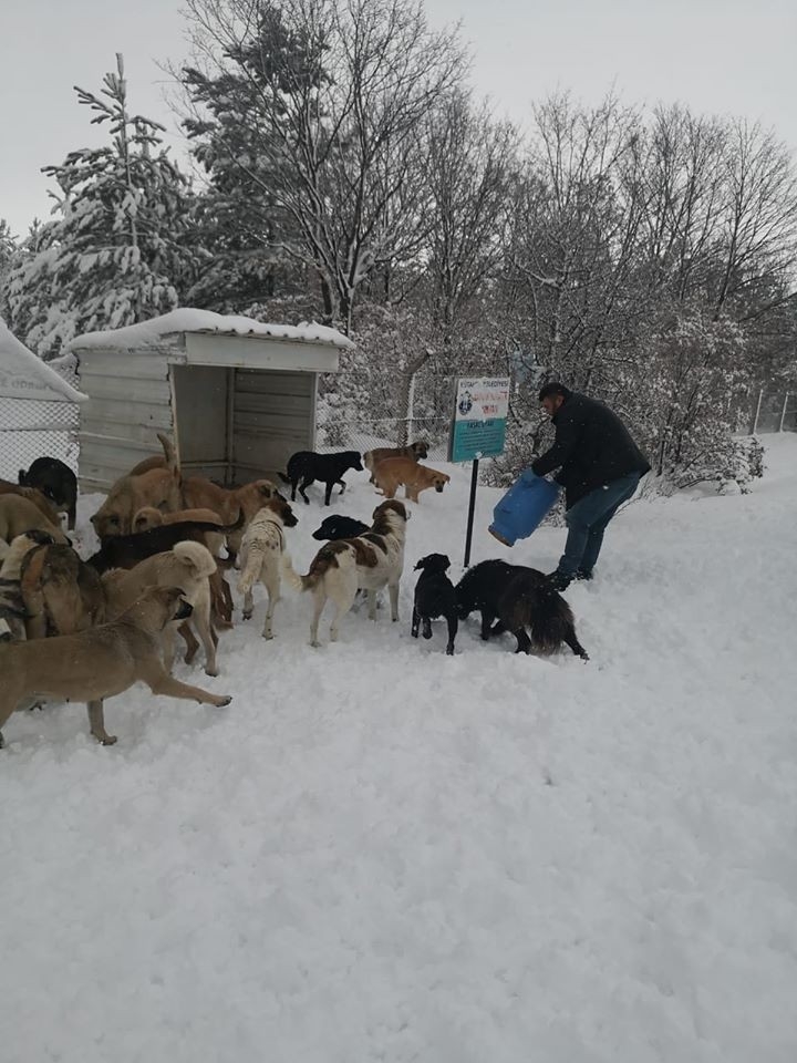 Sokak Hayvanlarına Yiyecek Bırakıldı