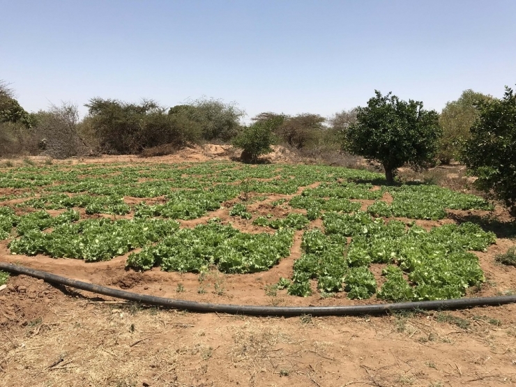 Tika’dan Somaliland’de Çiftçilere Destek