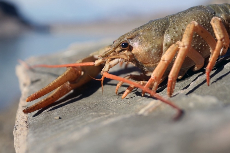 Van Gölü Havzası’nda Yabancı Tür Tehlikesi