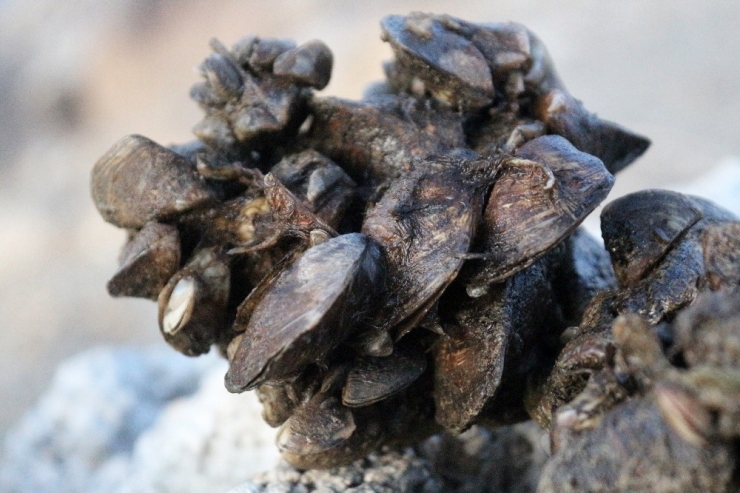 Van Gölü Havzası’nda Yabancı Tür Tehlikesi