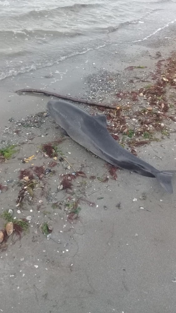Yalova’da Ölü Yunus Bulundu