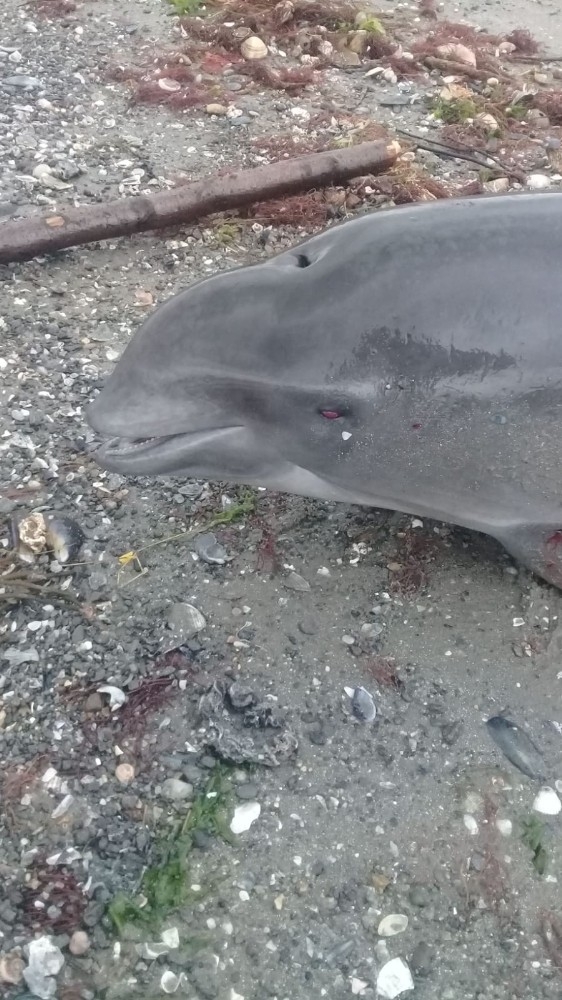 Yalova’da Ölü Yunus Bulundu