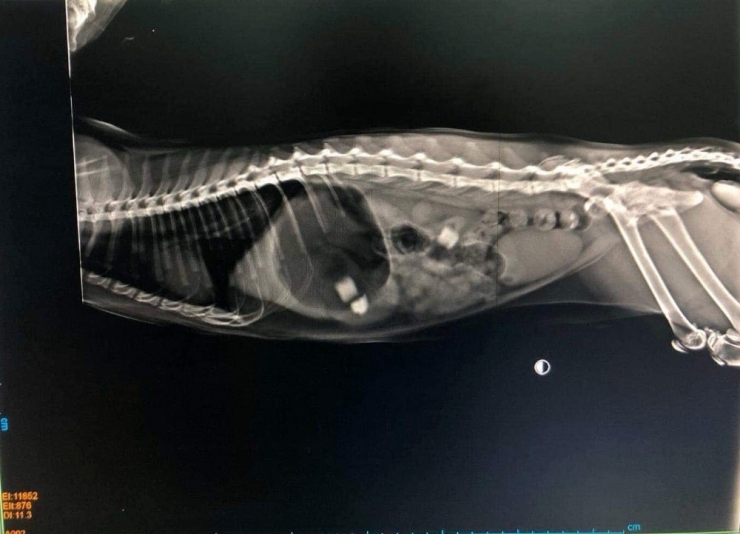 11 Aylık Kedinin Midesinden Silgi Parçaları Çıktı