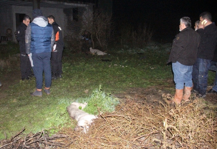 Adana’da Köpek Vahşeti