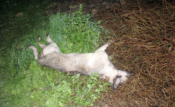 Adana’da Köpek Vahşeti