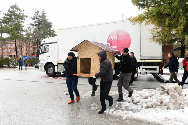 Üniversitedeki Patiler Yuvasız Kalmadı