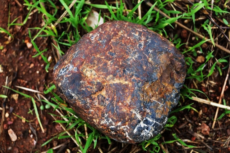 Odun Toplarken Buldu, Fotoğrafını Çekip Bilim Adamlarına Attı