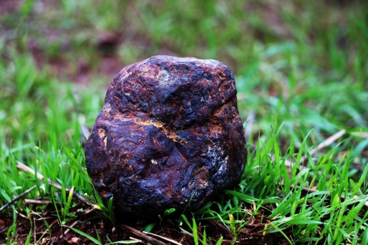 Odun Toplarken Buldu, Fotoğrafını Çekip Bilim Adamlarına Attı