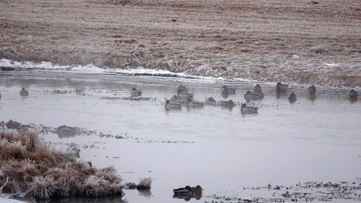 Ardahan’da Düşen Kırağı Sonrası Görsel Şölen
