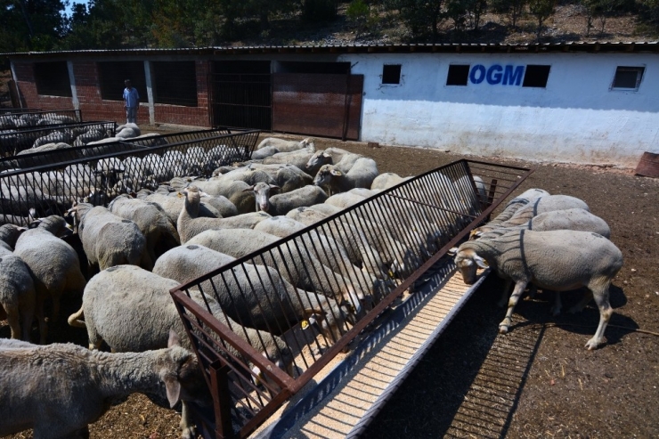 Orman Köylüsüne 5 Milyon 600 Bin Lira Destek