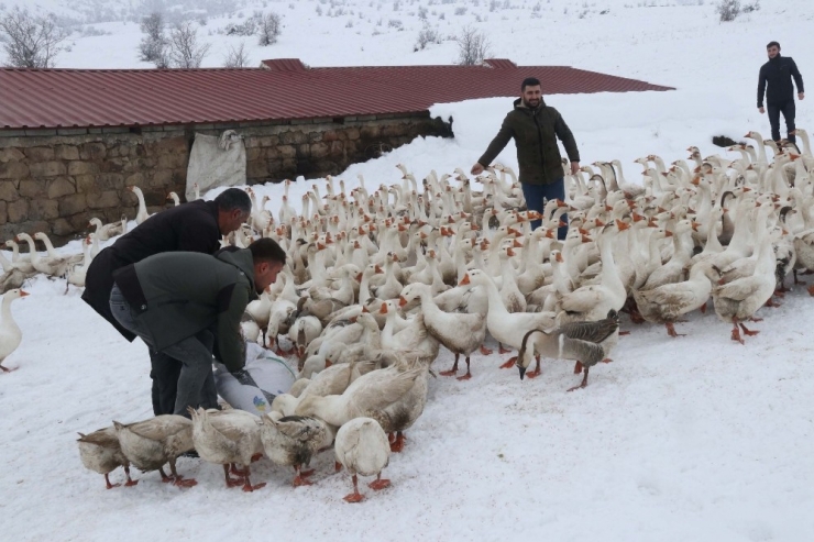 Güroymak Kazı, Kars Kazına Rakip Oldu