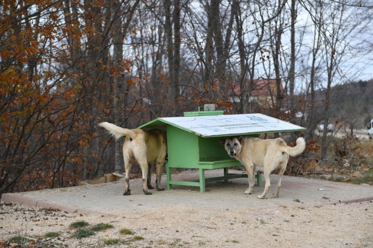 Paralı Değil Mamalı Konser