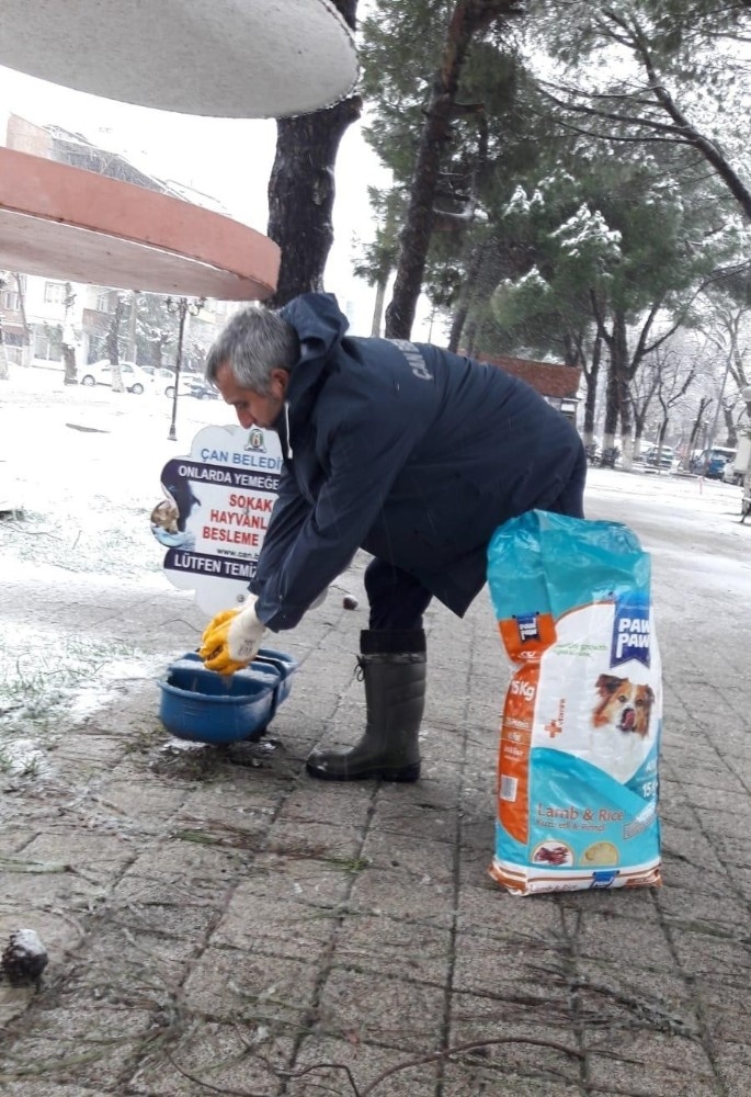 Çan Belediyesi Sokak Hayvanlarını Unutmadı