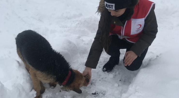 Dpü Kızılay Topluluğu Hayvanlara Yem Bıraktı