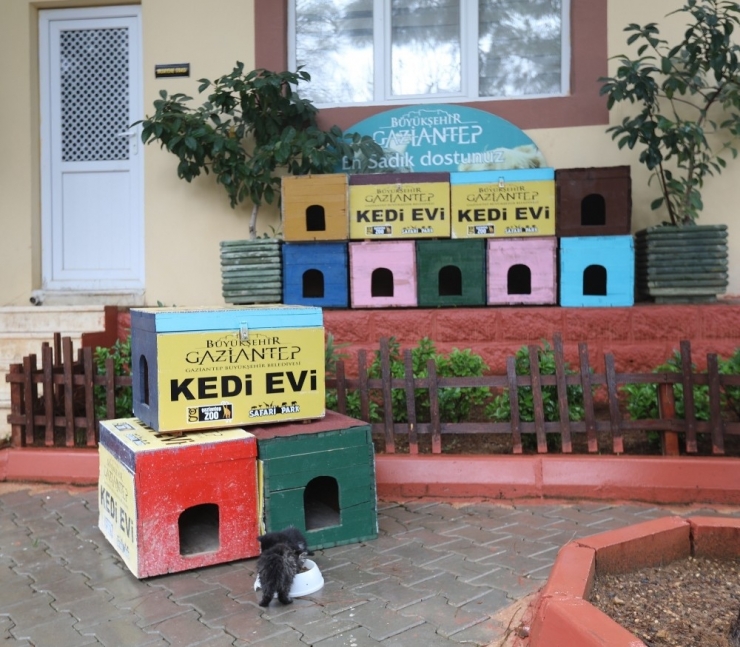 Sokak Kedileri Kışın Üşümeyecek