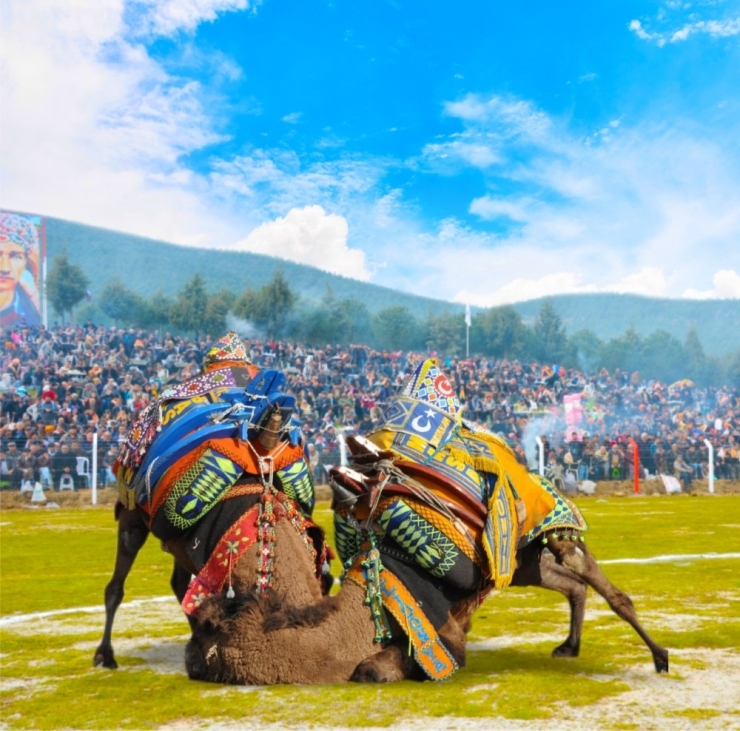 Torbalı’da 4 Yıl Aradan Sonra Develer Sahaya İniyor