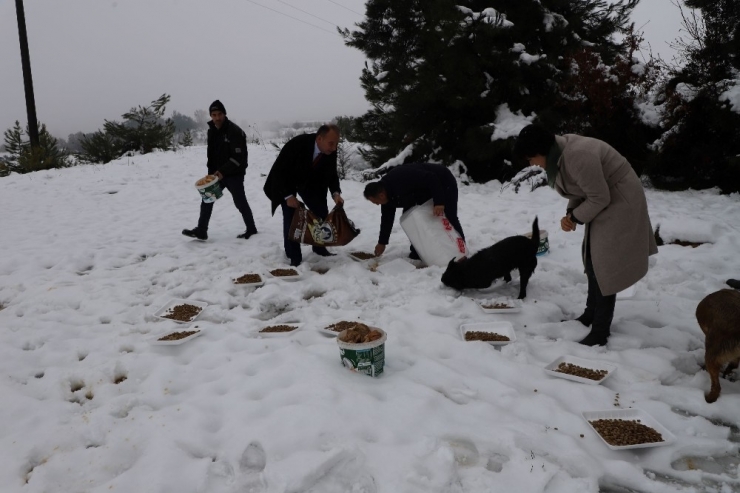 Karda Kalan Sokak Hayvanlarını Beslediler