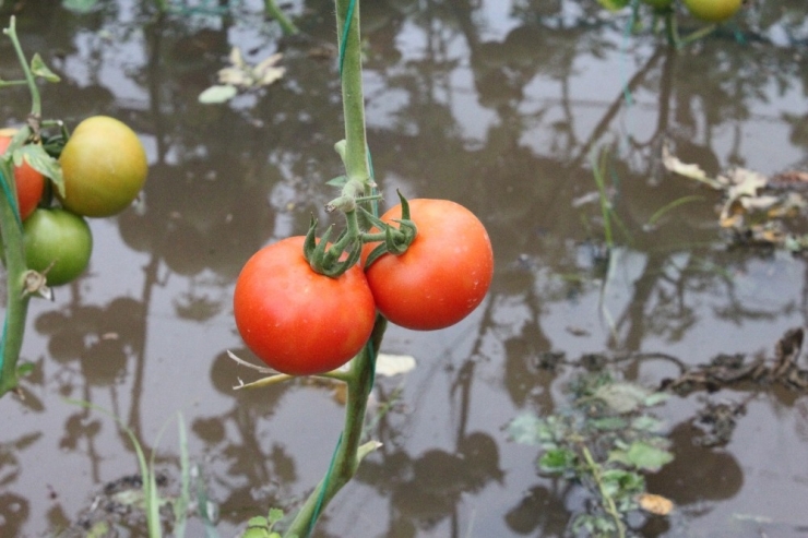 Sel Mersin’de Tarım Arazilerini Vurdu