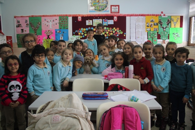 Sınıfın 32. Öğrencisi "Tarçın"