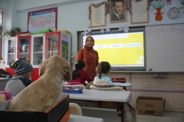 Sınıfın 32. Öğrencisi "Tarçın"