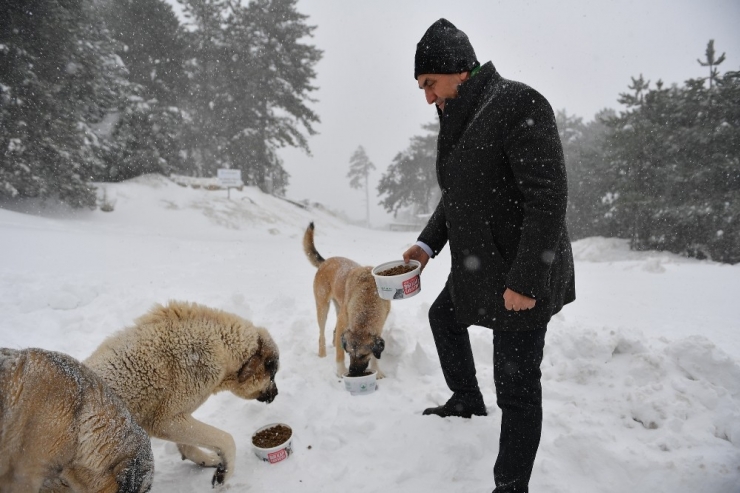 Uludağ’daki Aç Hayvanların İmdadına Osmangazi Yetişti