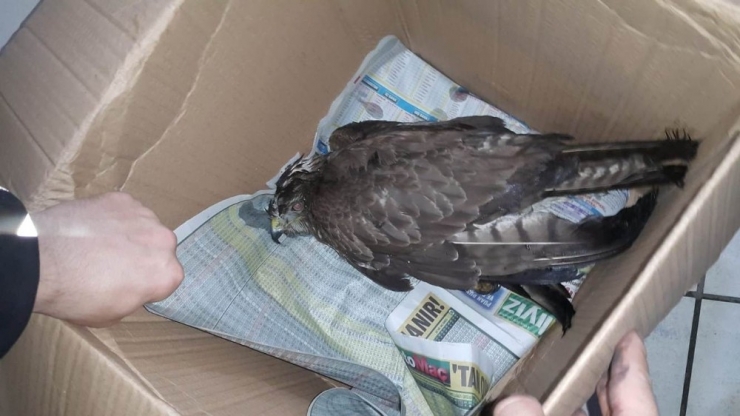 Trafik Ekiplerinin Hayvan Sevgisi