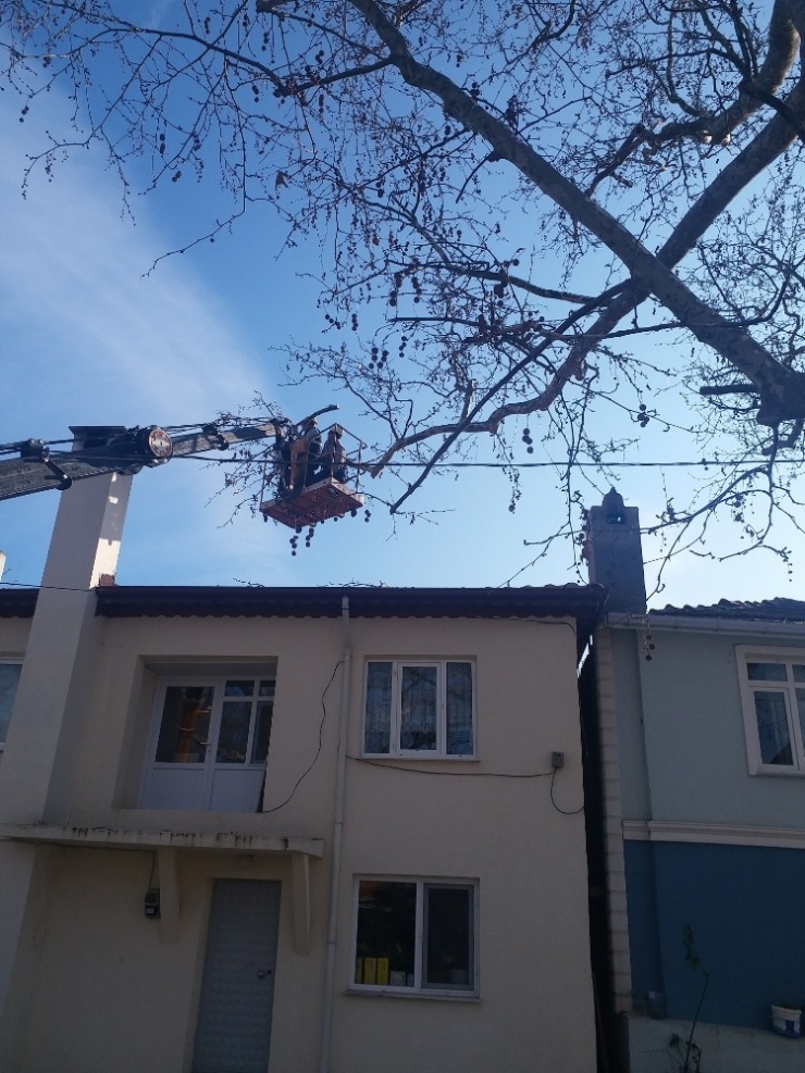 Tekirdağ’da Anıt Ağaçlara Bakım