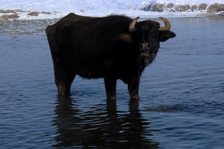 Eksi 20 Derecede Mandaların Suda Yeşil Ot Ziyafeti