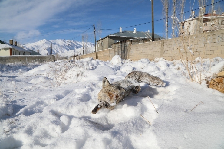 Başkale’de Eksi 20 Derecede Yiyecek Arayan Tilki Dondu