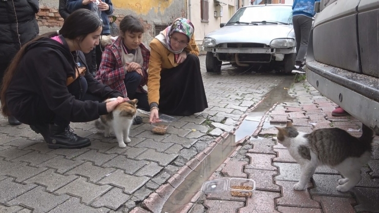 Sokak Sokak Kedi Maması Dağıttılar