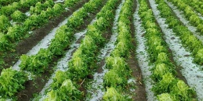 Tarım Arazileri Felaketin Eşiğinden Döndü