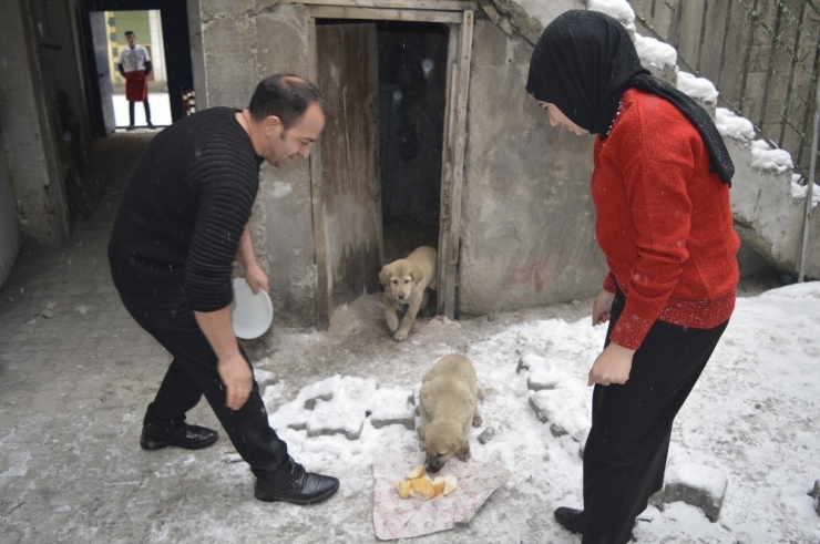 15 Yaşındaki Genç Donmak Üzere Olan Yavru Köpeklere Sahip Çıktı