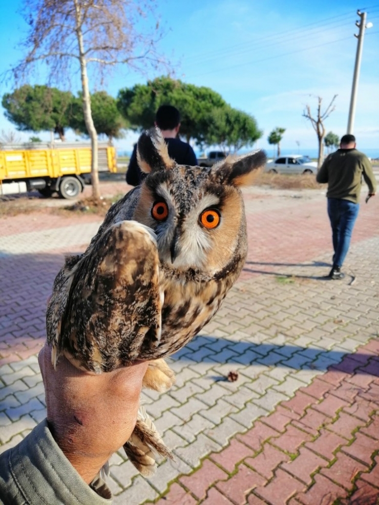 Antalya’da Nesli Tükenmek Üzere Olan ‘Puhu Baykuşu’ Bulundu