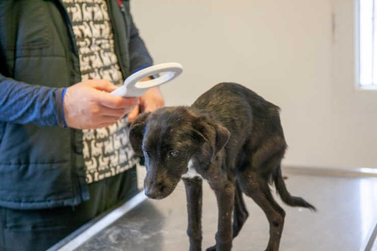 Bodrum’da Sokak Hayvanlarına Çip Uygulaması