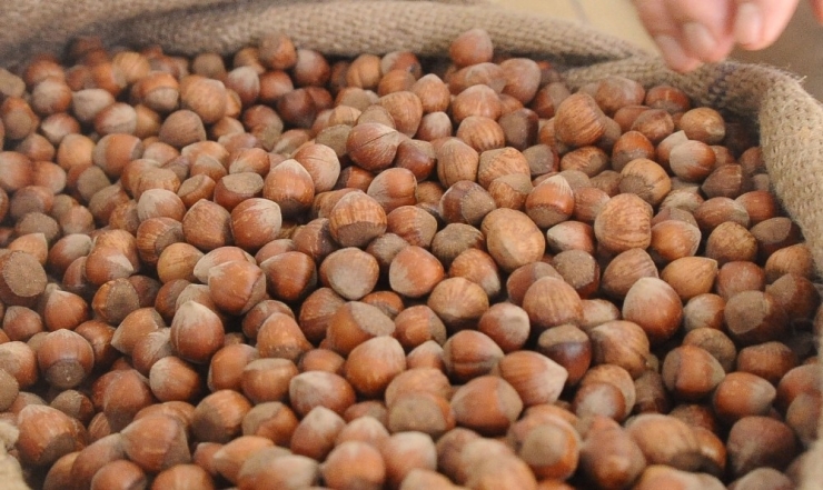 Fındık Fiyatları 2020 Yılında 20 Lirayı Gördü