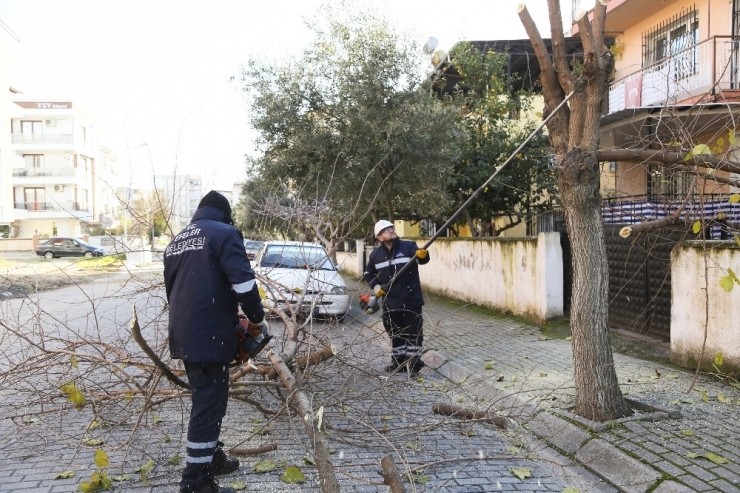 Efeler’de Budama Çalışmaları Devam Ediyor