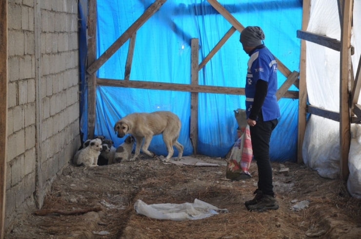 Yüksekova’da Sokak Hayvanları İçin Yiyecek Bırakıldı