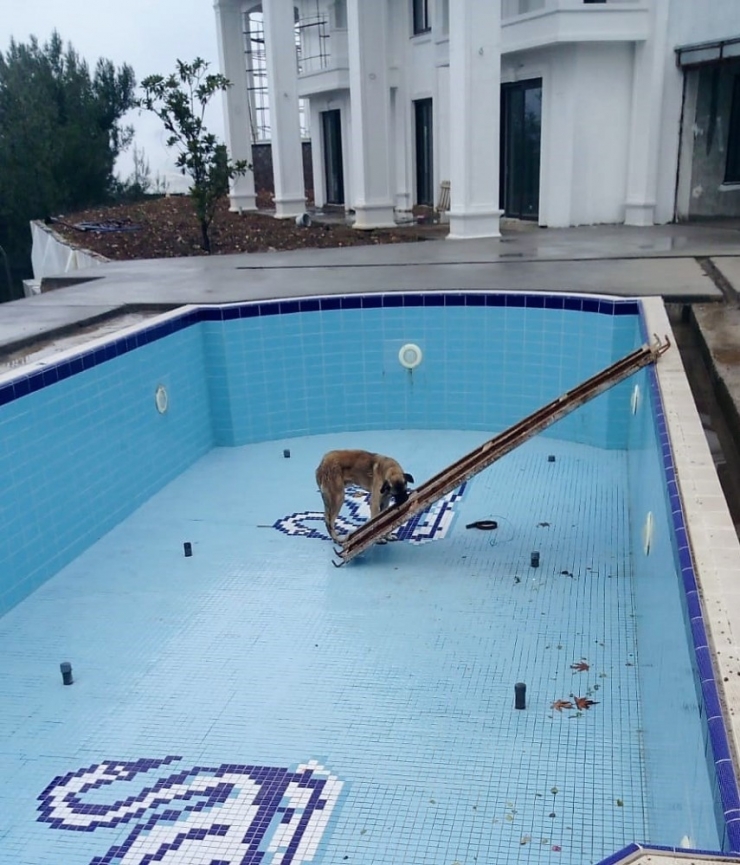Havuza Düşen Köpeği İşçiler Kurtardı