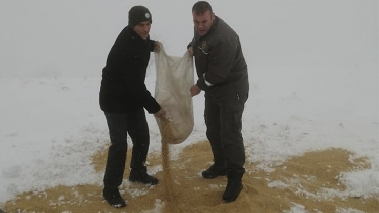 Doğadaki Hayvanlar Aç Kalmasın Diye Yem Bıraktılar