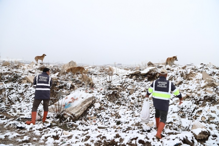 Sahipsiz Hayvanlara Düzenli Olarak Yiyecek Bırakılıyor