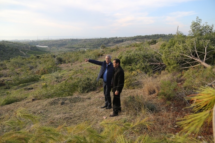 Katledilen Orman Alanında Limon Fidanları Ortaya Çıktı