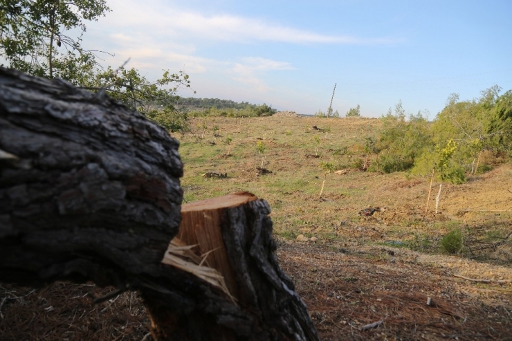 Katledilen Orman Alanında Limon Fidanları Ortaya Çıktı