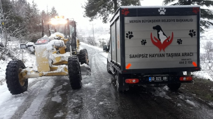 Yaralı Köpek, Yoğun Karda Donmaktan Kurtarıldı