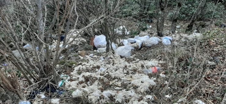 Ormana Atılan Çöpler Toplandı