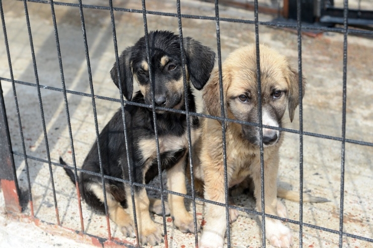 Osmangazi’de Can Dostlar Sahipsiz Değil